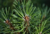 Borovice zaoblená (Pinus rotundata)
