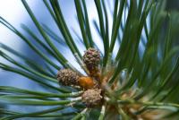 Borovice zaoblená (Pinus rotundata)