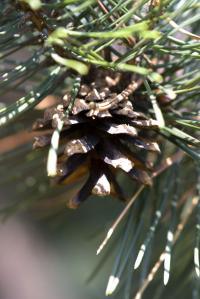 Borovice zaoblená (Pinus rotundata)