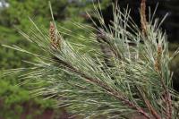 Borovice hustokvětá 'Oculus draconis'