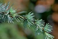 Cedr atlaský 'Glauca' (Cedrus atlantica)