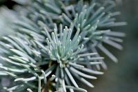 Cedr atlaský 'Glauca' (Cedrus atlantica)