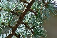 Cedr atlaský 'Glauca' (Cedrus atlantica)