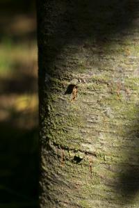 Cedr atlaský 'Glauca' (Cedrus atlantica)