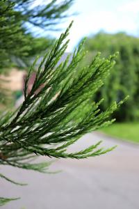 Sekvojovec obrovský (Sequoiadendron giganteum)