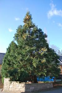 Sekvojovec obrovský (Sequoiadendron giganteum)
