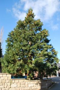 Sekvojovec obrovský (Sequoiadendron giganteum)