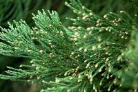 Sekvojovec obrovský (Sequoiadendron giganteum)