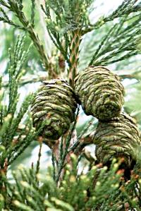 Sekvojovec obrovský (Sequoiadendron giganteum)