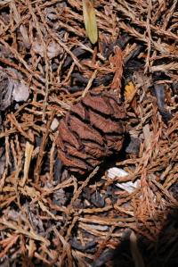 Sekvojovec obrovský (Sequoiadendron giganteum)