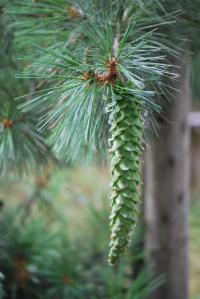 Borovice mexická - šiška