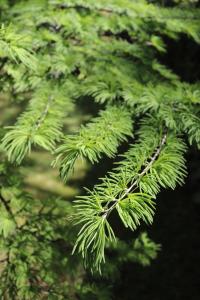 Pamodřín líbezný (Pseudolarix amabilis)
