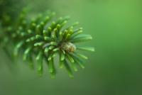 Jedle Veitchova 'Pendula'