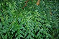Zerav obrovský 'Zebrina' (Thuja plicata)