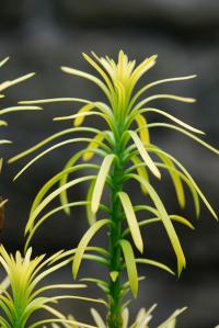 Hlavotis peckovicový 'Korean Gold' (Cephalotaxus harringtonii)