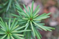 Hlavotis peckovicový 'Korean Gold' (Cephalotaxus harringtonii)