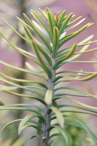 Hlavotis peckovicový 'Korean Gold' (Cephalotaxus harringtonii)