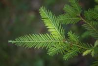 Sekvoje vždyzelená 'Adpressa' (Sequoia sempervirens)
