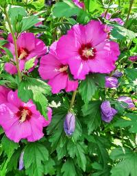 Ibišek syrský (Hibiscus syriacus)