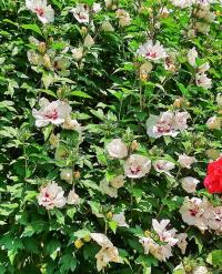 Ibišek syrský (Hibiscus syriacus)