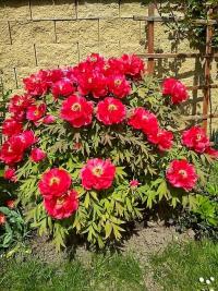 Pivoňka keřovitá (Paeonia suffruticosa)