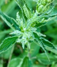 Kopřiva dvoudomá (Urtica dioica)
