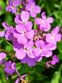 Večernice vonná (Hesperis matronalis)