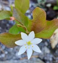 Sedmikvítek evropský (Trientalis europaea)