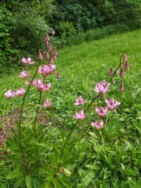 Lilie zlatohlavá (Lilium martagon)