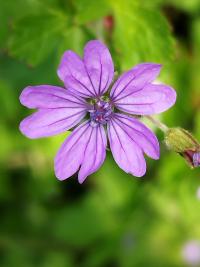 Kakost pyrenejský (Geranium pyrenaicum)