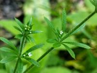 Svízel přítula (Galium aparine)