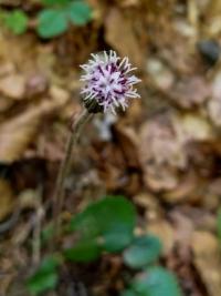 Podbělice alpská (Homogyne alpina)