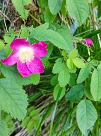 Růže převislá (Rosa pendulina)