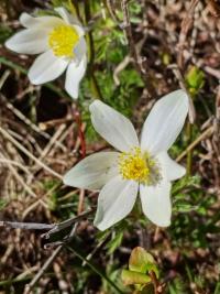Koniklec alpinský (Pulsatilla alpina)