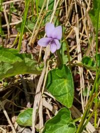 Violka bahenní (Viola palustris)