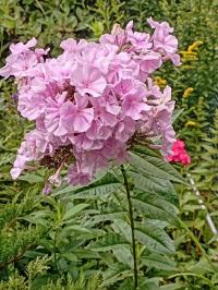 Plamenka (Phlox)