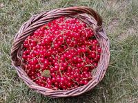 Rybíz červený 'Jonkheer van Tets' (Ribes rubrum)