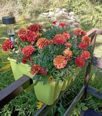 Aksamitník rozkladitý 'Strawberry Blonde' (Tagetes patula)