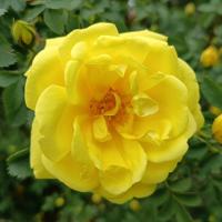 Růže Harisonova (Rosa x harisonii)