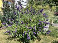 Komule Davidova (Buddleja davidii)