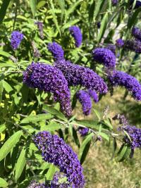 Komule Davidova (Buddleja davidii)