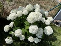 Hortenzie stromkovitá 'Annabelle' (Hydrangea arborescens)