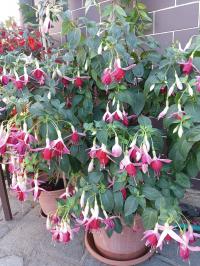 Fuchsie 'Celia Smedley' (Fuchsia)