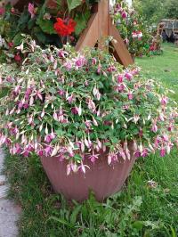 Fuchsie 'Puts Folly' (Fuchsia)