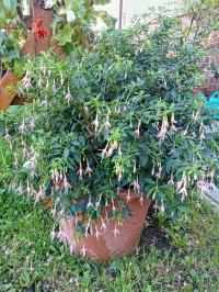 Fuchsie 'Whiteknights Pearl' (Fuchsia)