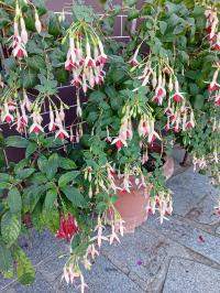 Fuchsie 'German Pearl' (Fuchsia)