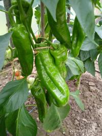 Paprika setá (Capsicum annuum)