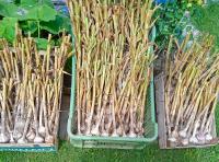 Česnek kuchyňský 'Bjetin' (Allium sativum)