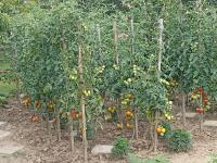 Lilek rajče (Solanum lycopersicum)