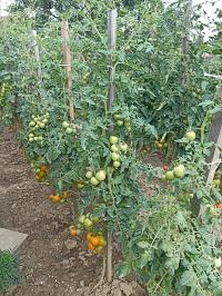 Lilek rajče (Solanum lycopersicum)
